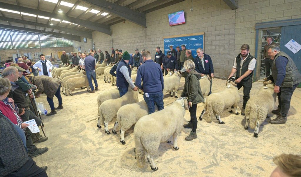 Lonk Sheep Breeders Association