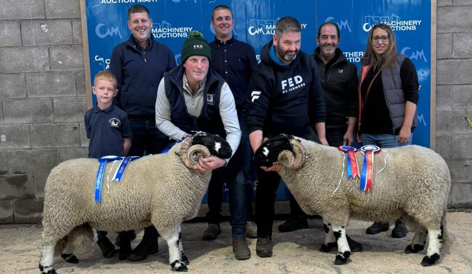 champion long sheep breeders sale clitheroe auction