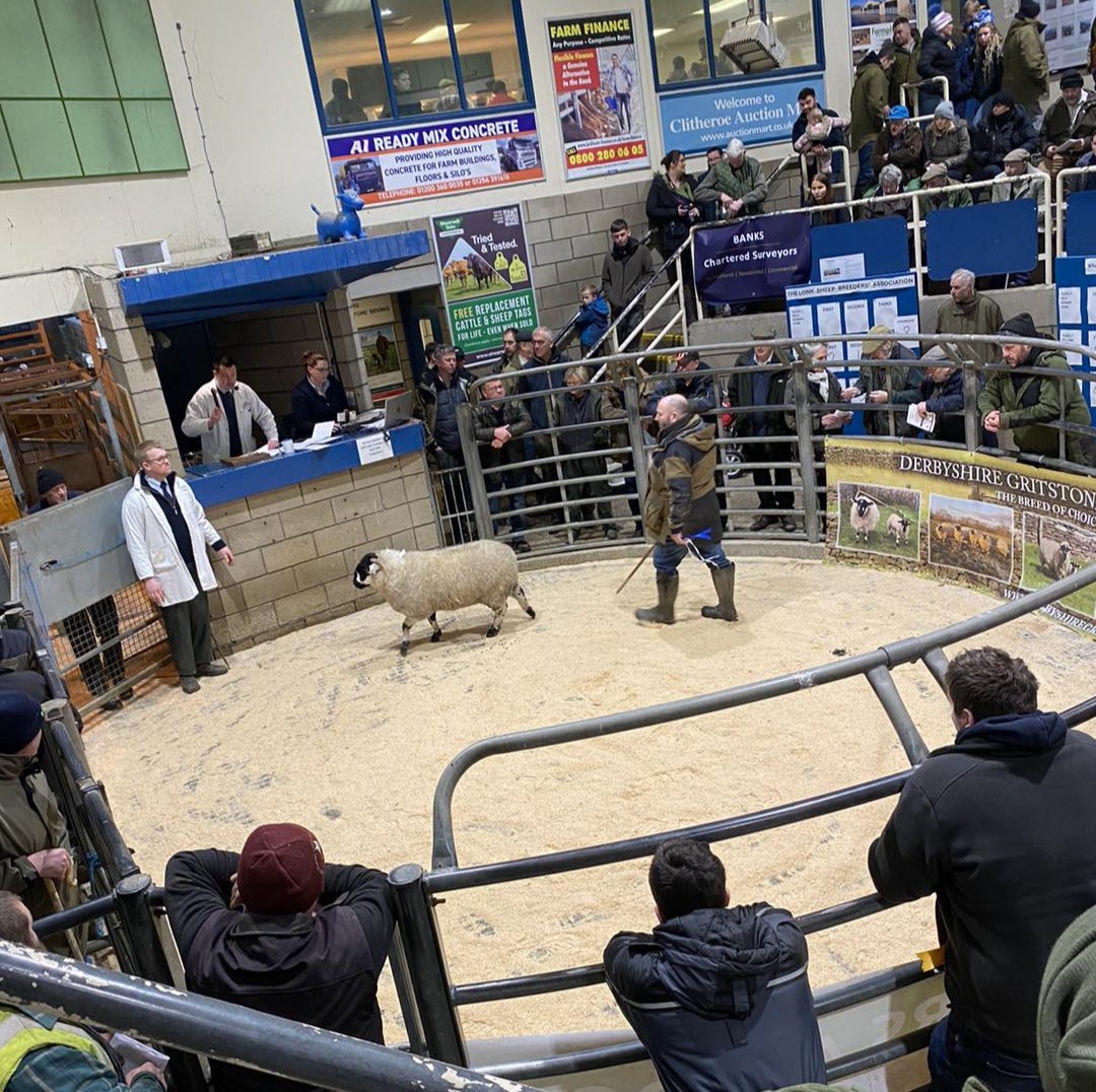 clitheroe auction in-lamb sale 2024 lonk sheep