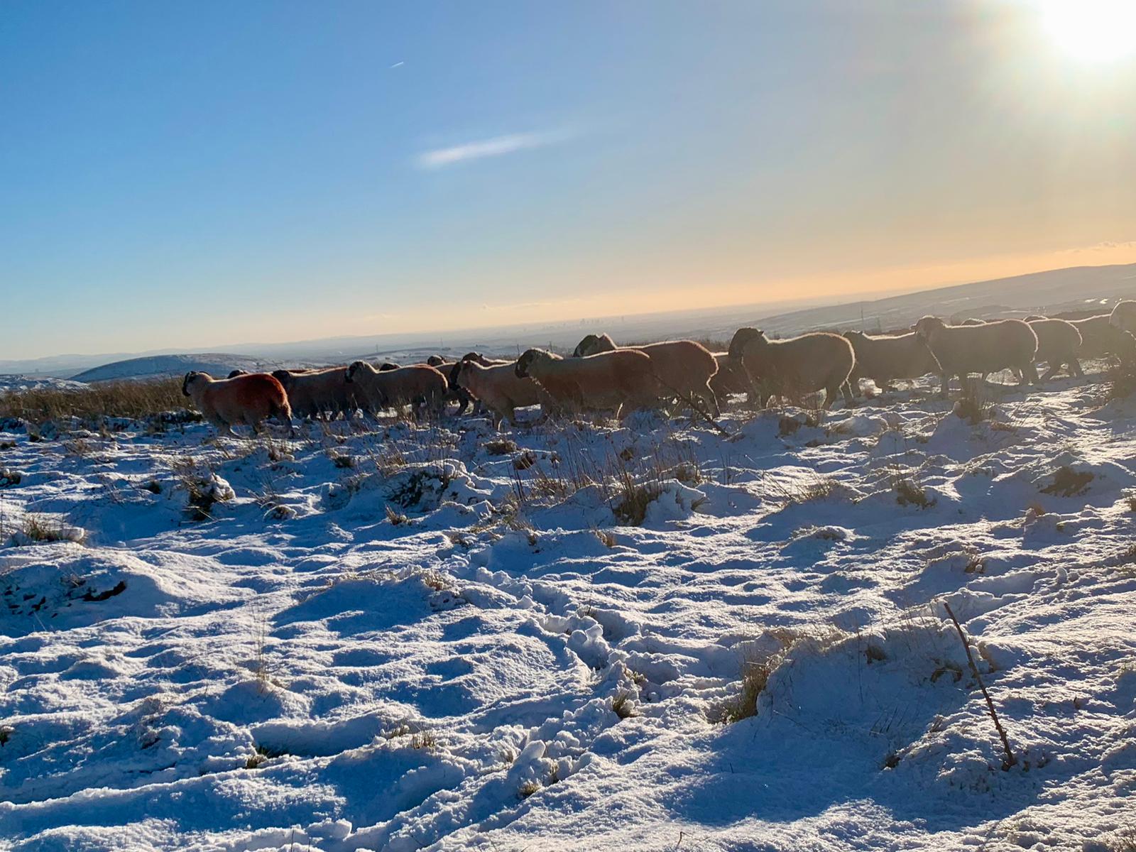 Winter has begun for Lonk Sheep in the North of England!