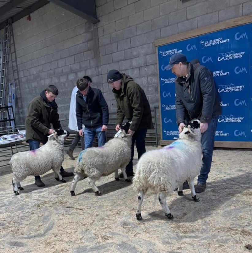 lonk sheep in lamb sale 2025 2